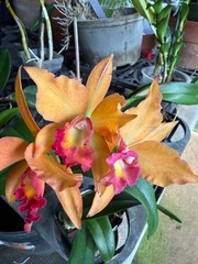 Pot. Jessie Sabo ‘Paradise’