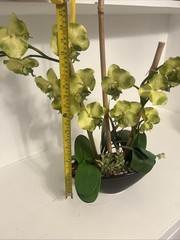 Huge Orchid Flower Display 17in Green Artificial Silk Flowers in Black Pot Faux