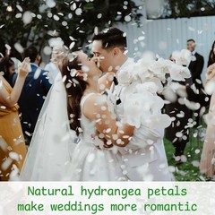 1500Pcs Real Dried Ivory White Hydrangea Flower Petals Natural smal Petals
