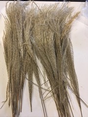 Pampas Grass Boho Home Decor 17 Inch Natural Dried Flowers