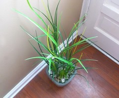 Set of 13 Artificial Plastic Plants Long Grass And Mini Pine Tree Grass