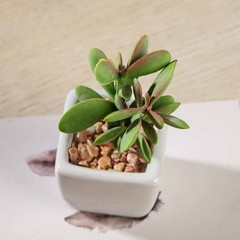 Set of 3 3″ tall Green Mini Faux Succulent Plants with Off White Ceramic Pots