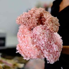 Preserved Annabelle Hydrangea Premium Natural Dried Flower Wedding Bouquet Decor