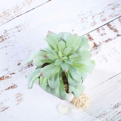 3 Assorted 5″ Faux Echeveria Succulent Plants Off White Pots Wedding Party