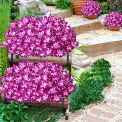 6 PCS Artificial Orchids Flowers,Fake Faux Flowers UV Resistant 6PCS Fuchsia