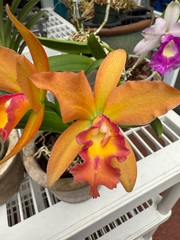 Pot. Jessie Sabo ‘Paradise’