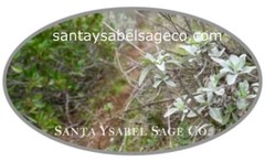Bouquet fresh cut white sage