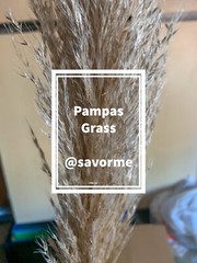 12 Large Pampas Grass (36”) Wedding Decor CA, USA BEAUTIFUL!