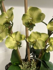 Huge Orchid Flower Display 17in Green Artificial Silk Flowers in Black Pot Faux