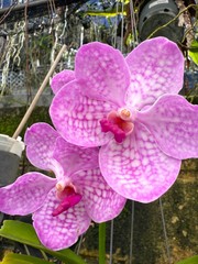 Blue Vanda – Growers Choice