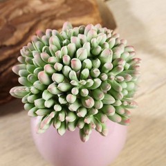 3 Green 4″ Assorted Faux Jelly Bean Succulent Sprays Stems Wedding Centerpieces