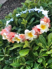 Bali Plumeria Franjapani Wedding Party Crown Flower
