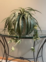 1 Pcs Artificial Plants Spider Hanging Chlorophytum Grass Vine.