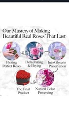 U Forever Roses Purple