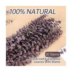 20 Pcs Dried Eucalyptus Stems, 17” Natural Real Live Purple Eucalyptus Leave…