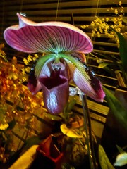 Paph. (Magic Cherry x Voodoo Magic) x (Magic Cherry x Hsinying Rainbow) hybrid