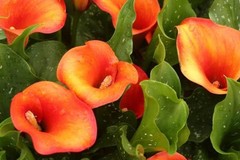 Mix Calla Lily Seeds, 150+ Pcs Mixed Color Perennial Zantedeschia Flower for