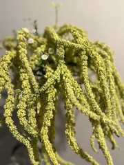Yellow Amaranthus Caudatus – Floral Arrangement
