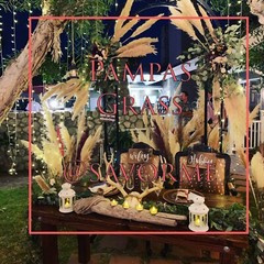 12 Large Pampas Grass (36”) Wedding Decor CA, USA BEAUTIFUL!