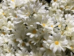Cream Daisy Bunches Michael’s Craft Store/120 count/15 Daisies per Bunch
