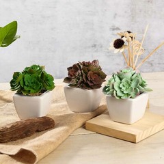 Burgundy Dark and Light Green 5″ Faux Succulent Plants Off White Pots Party