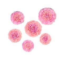 12 pack 12″ 16″ 20″ Blush and Pink Tissue Paper Carnation Flowers Home Backdrop