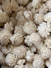 Bulk Box 3 CmSola Chorki Flowers Approximately 500 Heads