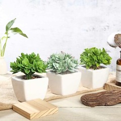 Green 3 Assorted 4″ Faux Crassula Succulent Plants Off White Pots Party