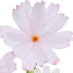 Pink&Green Elegant Daisy Freestanding Giant Artificial Paper Flowers For Wedding