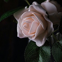 24 BLUSH 2″ Mini FOAM ROSE Flowers Stems Wedding Events Decorations Supplies