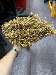 Dried Babys Breath (Dried Gypsophila) Natural Brown Color