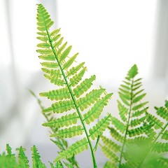 2 GREEN 19″ Faux Boston Fern Artificial LEAVES Greenery STEMS Party Decorations