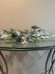 Frosted English Ivy Bush 22”