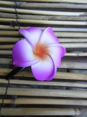 Frangipani Hairclips – colours & white – S – L