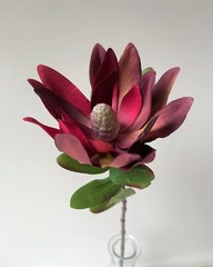 Australian Native Flower Silk Leucadendron Flowers Burgundy Red Artificial Stem