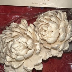 Sola Wood Flowers By Blooming Autumn NIP 20 Cream Flowers (10 Packs)