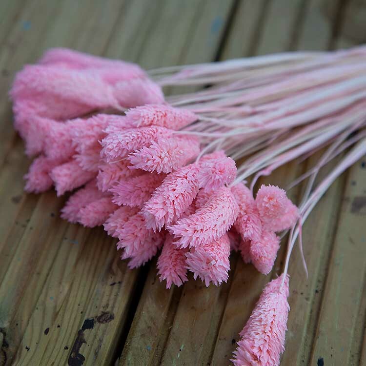 Dried Preserved Phalaris Flower 50 Stems Bunch 2 Colours Home Decor Centrepiece