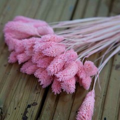 Dried Preserved Phalaris Flower 50 Stems Bunch 2 Colours Home Decor Centrepiece
