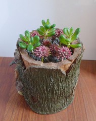 9 Artificial Succulents Grass Miniature Landscape Plants