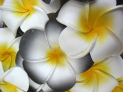Bali Frangipani Neoprene/Foam Flowers x 20(white/black) Wedding,Decoration x 7cm