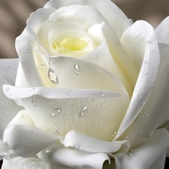 Fake Flowers, Faux Silk Real Touch Artificial Rose Flowers for Decoration