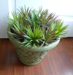 Agave Gladiolu Cacti Mini Grasses Artificial Fake Plants Succulents