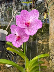 Blue Vanda – Growers Choice