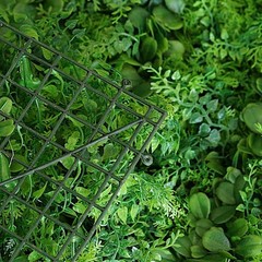 11 sq ft Green WALL PANELS Boxwood Fern Leaves Greenery Backdrop Wedding Party