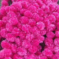 10 Pcs Lot Pink Marigold Flower All Decoration Indian For Wedding Party &Fluffy