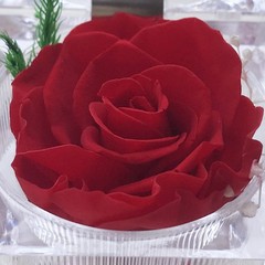DoraMagic Preserved Rose Real Forever in Mini Clear Ring Box, Red