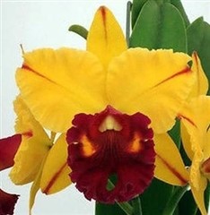 Cattleya Hybrid – Growers Choice