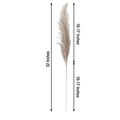 6 NATURAL 32″ Pampas Grass SPRAYS Dried Plant STEMS Party Events Decorations