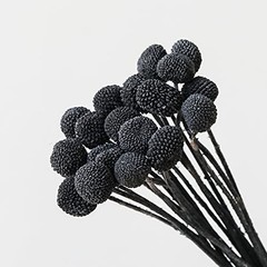 20Pcs Natural Dried Flowers Billy Balls Flowers 16″ Dried Flower Bouquet Black