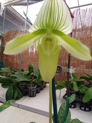 Paph. Maudiae white, puple, multi color 3″ pot Growers Choice